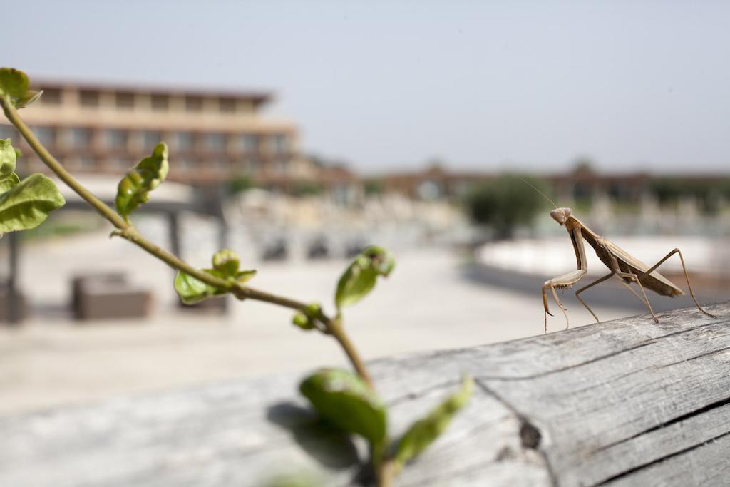 Eco Resort Dei Siriti Nova Siri Exterior photo